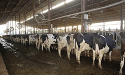 With Oregon Mega-Dairy Reform Bills Dead, Tillamook Mega-Dairy Supplier Seeks Public Funding and DEQ Approval For Project To Pipe Methane Out Of State For Cash