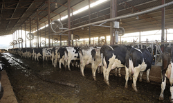 Oregon Issues Permit for Polluting Mega-Dairy