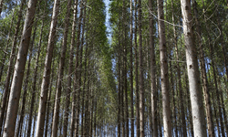 Overwhelming Opposition to USDA Proposal to Legalize Genetically Engineered Eucalyptus Trees