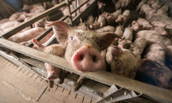 Public Interest Coalition Challenges Constitutionality of Iowa's Ag-Gag Law
