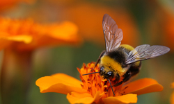 Suing to Protect Pollinators