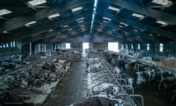 Oregon Legislature Passes Legislation Addressing Harms from Mega-Dairies