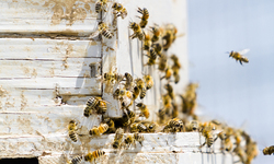 Victory! Court of Appeal Rejects California's Approval of Bee-Killing Pesticides