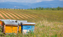 CFS Victory! Court Holds Bee-killing Pesticide Approvals Violated the Law