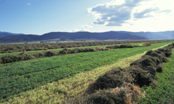 GE Alfalfa: Why Did USDA Ignore Environmental and Economic Harms?
