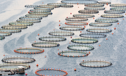 Industrial Aquaculture: It's Deja Vu All Over Again, but this Time We Can Choose a Different Path