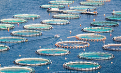 Legal Action Taken to Protect Threatened and Endangered Species from Industrial Finfish Aquaculture Operations