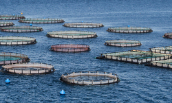 Cooke Aquaculture Secures Permit to Stock Risky Washington Fish Farm