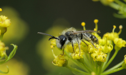 White House Plan to Protect Pollinators Aims High but Falls Short on Deliverables