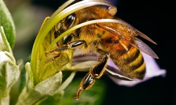 A Miracle For Bees