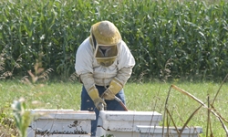 Honey Bee Colonies See Record Losses of 44% during Past Year