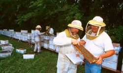 Millions of Dead Bees in D.C. Send S.O.S. for Pollinators