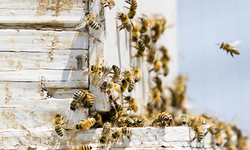 219,210 Americans Call on EPA to Ban Bee-Killing Pesticides