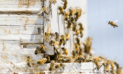 Lawsuit Challenges Trump EPA's 200 Million-Acre Expansion of Bee-Killing Pesticide
