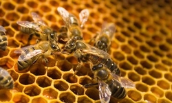 EPA Identifies Risks from Bee-Toxic Pesticides, Delays Needed Action