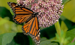 Demanding Federal Protection for Monarchs on Endangered Species Day