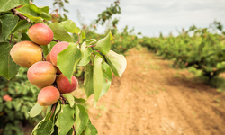 Center for Food Safety Files Legal Brief in Support of Missouri Peach Farmer  Devastated by Dicamba Drift