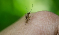 Groups Slam Feds for Weak Review of GMO Mosquito Risks