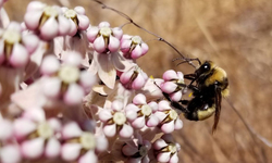 Conservation Organizations Seek Protection for California's Endangered Bumble Bees
