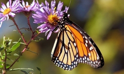 Agreement: Monarch Butterfly to Get Endangered Species Act Protection Decision by 2019