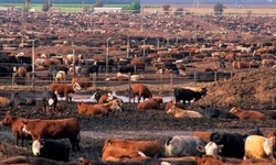 Center for Food Safety Urges Wyoming Governor to Veto Ag-Gag Law