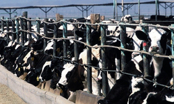 Groups Notify Yakima Valley Factory Dairy of Intent to Sue for Endangering Public Health