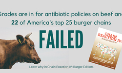 Chain Reaction Report Urges Burger Restaurants to Beef up Policies to Eliminate Routine Use of Antibiotics