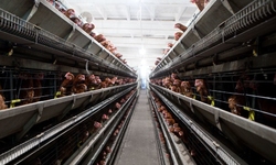 Is the end of routine antibiotics in chicken on the horizon? If so, whatâ€™s beyond?