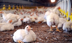 New Report Slams USDA for Indefinitely Stalling Animal Welfare Regulations  in Organic Poultry Production