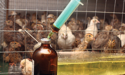 Data Shows Drop in Sales on Antimicrobials for Food Animals