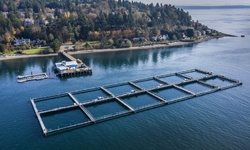 Salmon Advocates Challenge Approval of Washington Net Pen Aquaculture