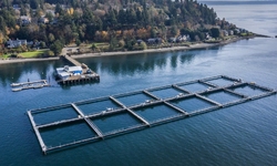 Media Advisory: Fate of Puget Sound Commercial Fish Farms to Be Decided at Thursday's Virtual Hearing