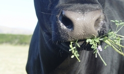 USDA Proposes Organic Animal Welfare Regulations