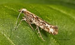 Groups Urge New York State Government, Cornell University to Notify Public About Genetically Enginereed Diamondback Moth Field Trial