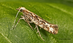 Advocacy Groups Call for Halt to Open Air Field Trials of Genetically Engineered Moths