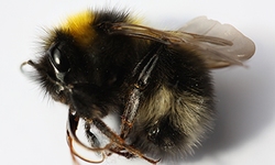 Broad alliance critiques EPA's announcement on bee-harming pesticides, urges agency to go further to protect pollinators
