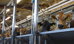 Groups Put Dirty Dairy on Legal Notice