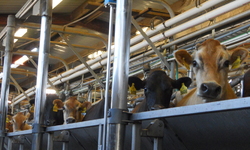 Groups File Suit Against Dairy for Endangering Public Health