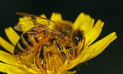 New CFS Report Examines Devastating Impact of Pesticides on Bees and Pollinators