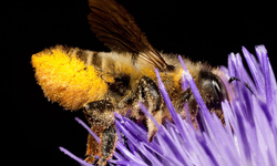 Top 5 Takeaways from the White House Pollinator Health Task Force Announcement