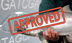 FDA Approves First Genetically Engineered Animal for Human Consumption Over the Objections of Millions