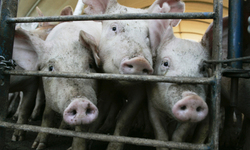 Groups Urge Regulation of Genetically Engineered Animals Stay with FDA not USDA