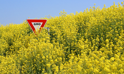 New Test Detects Canola Engineered With Gene-Editing Technology