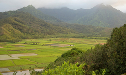 Hawaii State Legislature Provides Landmark State-Funded Tax Credit Supporting Organic Farmers