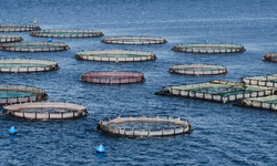 Victory! Court Shuts Down Offshore Aquaculture in Gulf of Mexico