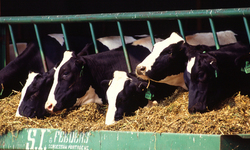 Environmental Groups Challenge New Permits for Industrial Dairies