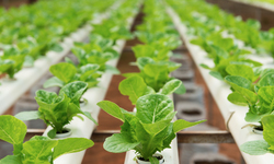 Court Rules USDA Authorized to Certify Soil-less Hydroponic Operations as Organic