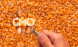 Government Deregulation of Biotechnology Signals a New Era of Corporate Politics. Why We Are Fighting for Oversight of GMOs