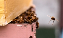 Legal Action Taken Against EPA to Protect Bees, Environment from Pesticide-Coated Seeds