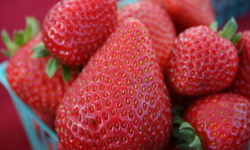 Center for Food Safety Collaborates with Organic Strawberry Farmers  in Innovative Research